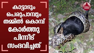 Wild goat and Python Snake fought each other; Both are lost their lives | Keralakaumudi