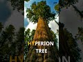 world s tallest tree 🌍 hyperion tree