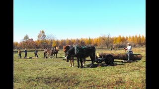 働く馬勉強会3日目　馬搬　☆　ノースポールステイブル2024