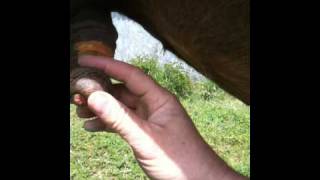 How to Horse Sheath Cleaning Part 2 - Locating the Bean - Horse Care - Rick Gore Horsemanship