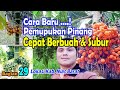 Cara Baru Pemupukan Pinang || Cepat Subur dan Berbuah Lebat