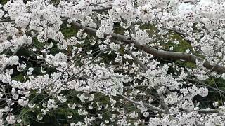 《22.03.29》🌸Wandering around under full bloomed Cherry Blossoms in Ueno Park.