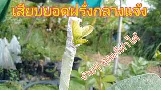 ขยายพันธุ์ฝรั่งกลางแจ้ง