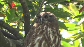 栗林公園の初夏 アオバズク今年も出現　2015年5月30日