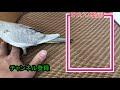 オカメインコ　品種紹介　エメラルドシナモン【高画質】