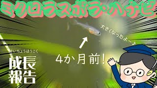 【アクアリウム】ミクロラスボラ・ハナビの稚魚の成長（オスとメスの見分け方）