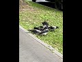 funny crows 1 crow shorts birds