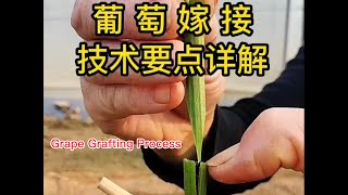 葡萄嫁接操作過程，以及幾點注意事項，這樣讓你的葡萄嫁接成活率更高         Grape grafting operation process, and some precautions