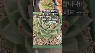 인천다육이사랑 1월 15일 수요일 오전 10시 [숙자네다육사랑]에서 라이브방송 합니다! 놀러오세요~ #다육식물 #인천다육이사랑 #숙자네다육사랑 #다육판매