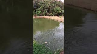 Tanque de peixe em açude