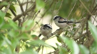 エナガ Long-tailed tit の鳴き声。2015/10/10