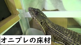 ♯１５[オニプレートトカゲの床材チェンジ]雌雄判別もあるよ