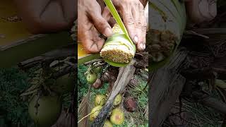 Coconut flower Tying /Coconut juice or toddy making  #nativewine #coconuttoddy #coconutwine