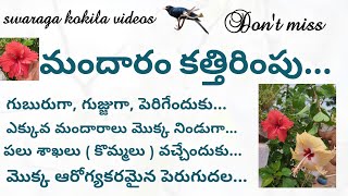 పెరటిలో...కుండీల్లో... మందార మొక్కలు గుబురుగా, గుజ్జుగా... #plants #share #garden