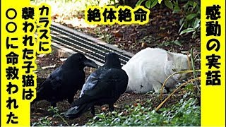 猫 感動実話・カラスに襲われていた子猫、命を救ってくれた犬を母と慕い成長する「種」を超えた感動の物語、左足を食べられ足切断の重症・招き猫ちゃんねる