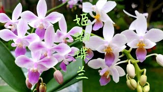 Sophie's Garden 花色不同的姬蝴蝶兰，易花易长易管理的原生蝴蝶兰Phalaenopsis equestris