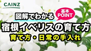 宿根イベリスの育て方（別名：トキワナズナ, キャンディタフト）カインズ花図鑑