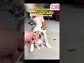 狗媽媽教育狗兒子不要亂吃東西 dog mother educates dog son not to eat indiscriminately dog pets cute funny