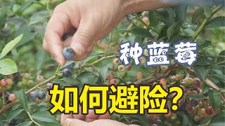 不要这样种蓝莓了！安徽农民几十亩成熟蓝莓遭连阴雨，损失惨重