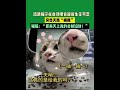 流浪猫守在自动喂食器前生无可恋 shorts