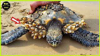 50 Animals That Asked People for Help \u0026 Kindness! Save Sea Turtles Removing Painful Barnacles! #141