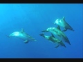 Unter Wasser Musik - Delfin Gesang