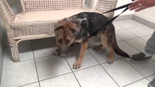 Tetanus in Young German Shephed