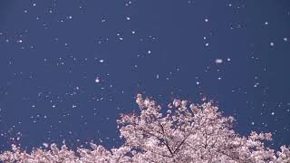 Cherry blossom petals dance in wind　～　桜吹雪 ハイスピード撮影【スーパースロー】