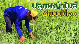 ปลูกหญ้าไนล์ ดีแบบนี้นี่เอง | คุณลุงพงศ์ อ.สามเงา จ.ตาก