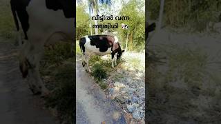 # വീട്ടിൽ വന്ന അതിഥി#🐄🐄