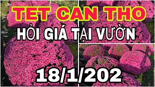 TET CAN THO 2025 - HỎI GIÁ TẠI VƯỜN CÚC TẾT NHIỀU MÀU ĐỘC LẠ🌺ngày 18/1/2025🌺cần thơ ký sự