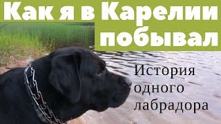 🐕 Путешествие одного лабрадора. Карелия 2017. В отпуск на УАЗ ПАТРИОТ. Dog trip