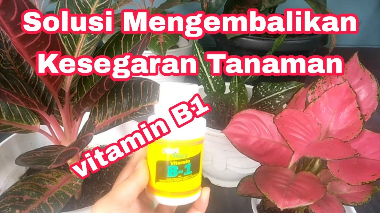 CARA MENGGUNAKAN PUPUK B1 UNTUK TANAMAN HIAS AGLONEMA | HOW TO USE B1 ...