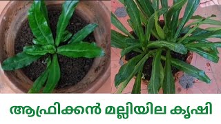 ആഫ്രിക്കൻ മല്ലിയില | How To Germinate And Grow African Coriander