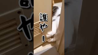 そこにおるんは誰やー🙀👻　#ねこ #ねこ動画 #ねこのいる生活 #ねこのいる暮らし