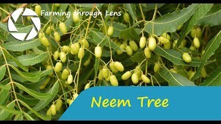 Azadirachta indica - Neem tree