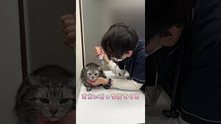 おこなアメショが獣医に心を開きかけるまで♫