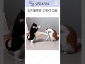 심기 불편한 고양이 모음 ㅋㅋ