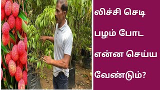 லிச்சி செடி பழம் போட என்ன செய்யவேண்டும் | Litchi Fruit plant | How to Grow Lychee Trees for Fruit