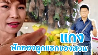 แกงฟักทองลูกแรกของสวน #บ้านสวนกำภูEP395