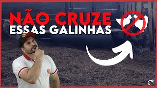 Como fazer CRUZAMENTO ENTRE GALINHAS?