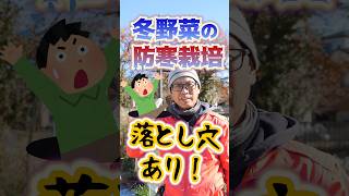 家庭菜園や農園の冬野菜栽培で冬越しや防寒の落とし穴３選！ビニールトンネルをうまく活用する冬野菜の育て方！【農家直伝】#shorts