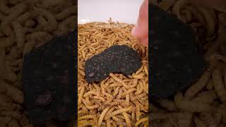 Mealworms vs ONE CHIP CHALLENGE