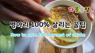 부화한 병아리 100% 다 살리는 방법 How to save 100 percent of hatched chicks