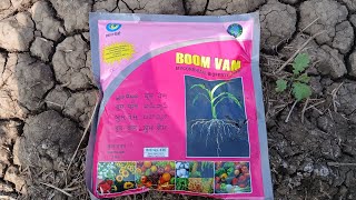 mycorrhizal को गेहू कि फसल मे देने से  उत्पादन मे बडवार