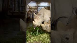 クロサイ親子、楽しい食事中❗️😊Under the meal of the black rhinoceros 🐻