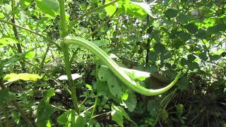 Amazing home garden-ඇත් දළ බණ්ඩක්කා නම් Ape Gewatu wagawa ගෙවත්තේ අසිරිය -