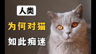 人类为何对猫如此痴迷？【萌宠指南】