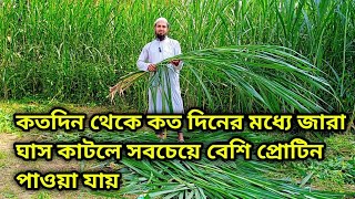 কতদিন থেকে কত দিনের মধ্যে জারা ঘাস কাটলে সবচেয়ে বেশি প্রোটিন পাওয়া যায়...🐄🐄🐄।