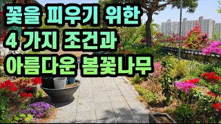 식물을 잘 키우는 4조건과 아름다운 봄꽃나무를 소개합니다#꽃밭초보